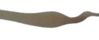 Pick C06 - Corbeau par "Cocolitos"